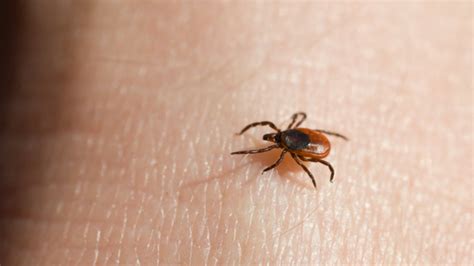 Found Ticks in Your House? Here's What You Need to Know [Expert Advice]