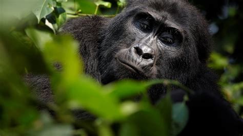 The best Uganda Gorilla trekking safari interview ever!