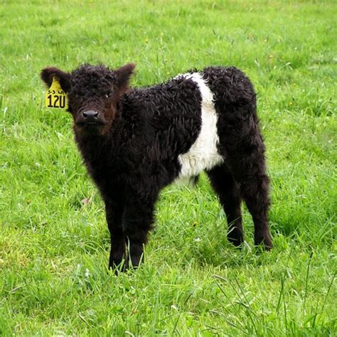 belted galloway calf | Flickr - Photo Sharing!