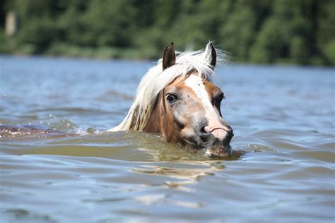 Can Horses Swim? – Equestrian Space