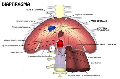 MBBS 1st Year Notes Of Diaphragm - Emedicodiary