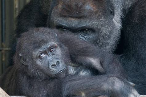 Father Love: Shabani & Annie, Higashiyama Zoo | Gorilla, Primates, Animals