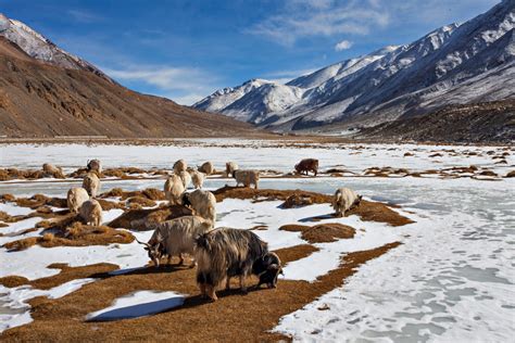 26 images of Ladakh in Winter - incredible snow-filled landscapes and frozen lakes - Darter ...