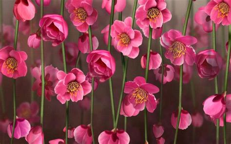 Pink Flowers Backgrounds Free Download