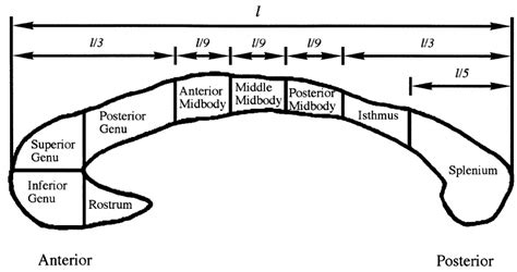 [DIAGRAM] Corpus Callosum Diagram - MYDIAGRAM.ONLINE