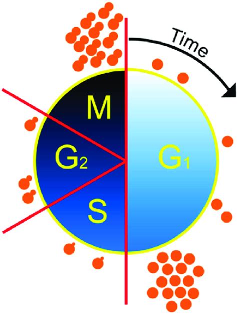 A schematic snapshot of cells in the budding yeast cell cycle with most ...