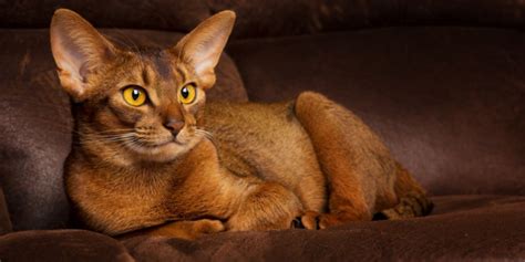 10 Most Popular Brown Cat Breeds - Cats.com