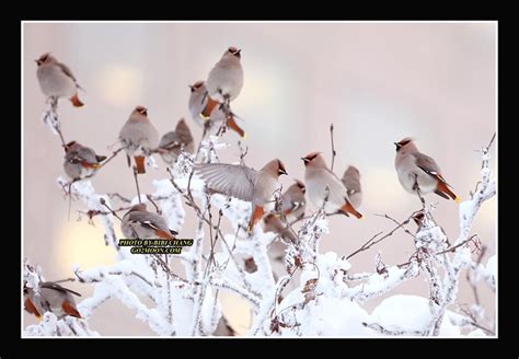 Bohemian Waxwing in Winter