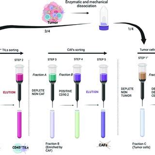 Plan of the different stages of cell sorting | Download Scientific Diagram