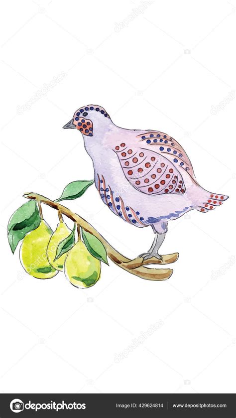 Watercolor Illustration Partridge Pear Tree Days Christmas Charms ...