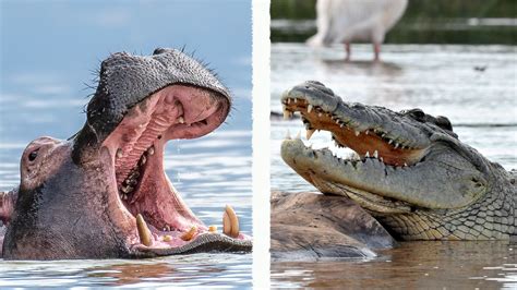 Hippo vs Crocodile: A Showdown Between Heavyweights | Field & Stream