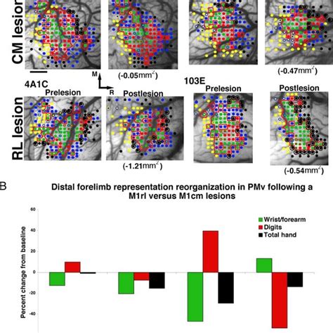 Reorganization of ICMS maps in ventral premotor cortex (PMv) 12 wk ...