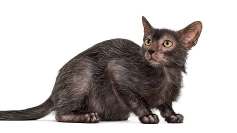 Lykoi Cat Prices in 2023: Purchase Cost, Vet Bills, & Other Costs - AZ ...