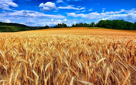 Field Wheat Ready Harvest Nature Golden [1920x1200] : wallpaper