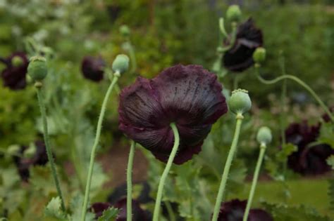 100 After Midnight Poppy Flower Seeds Papaver Somniferum - Etsy