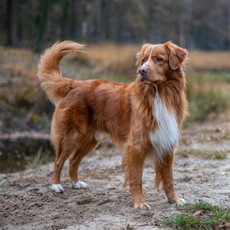 Image may contain: outdoor and nature | Toller dog, Dogs, Beautiful dogs