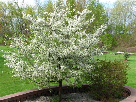 4 Common Crabapple Tree Diseases (With Pictures) - Dengarden