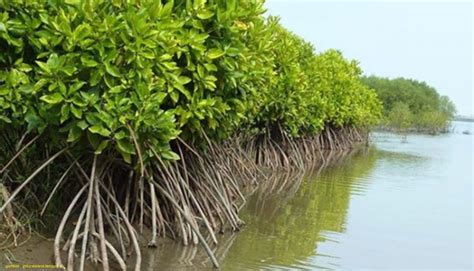 Peraturan Perundang - Undangan Terkait Pengelolaan Mangrove ~ AanBLOG