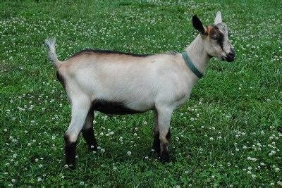 Alpine Goat - Breeds List