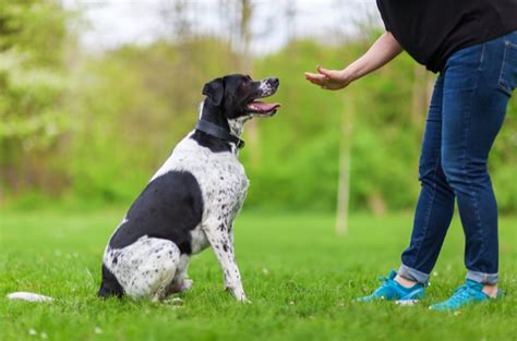 Best Dog Training Books | PetGuide