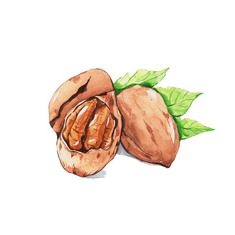 Pecan Clip Art, Vector Images & Illustrations - iStock