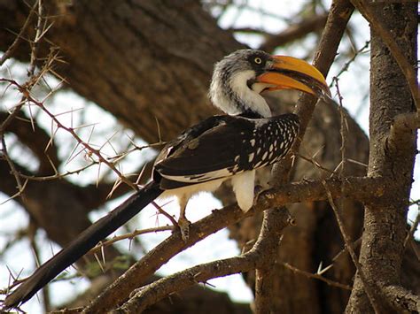 Yellowbilled Hornbill photo, Lake Baringo Kenya Africa