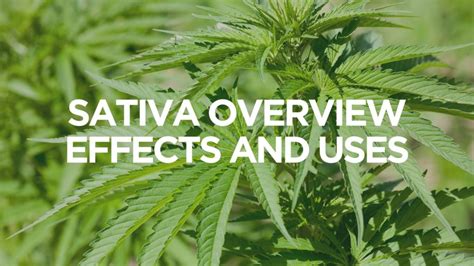 Sativa Overview – Effects and Uses | BuyWeed247