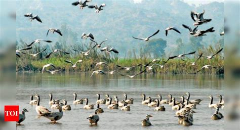 Harike Wetlands: 12% drop in migratory birds spotted at Harike wetlands ...