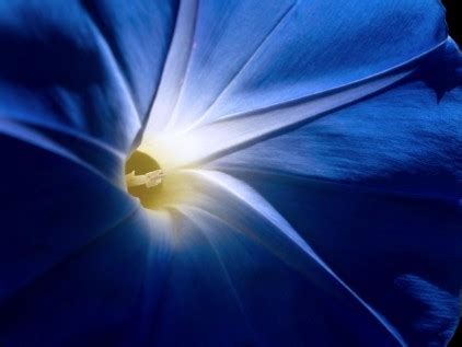 Blue Morning Glory - Flowers Photo (30709735) - Fanpop