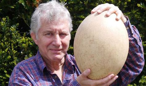 World largest egg sold for £50,000 at auction | Weird | News | Express ...