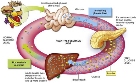 Use of the Energy Nutrients: Metabolism and Balance | Pocket Dentistry