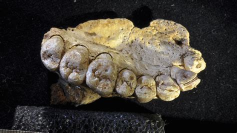 Ancient fossil found in Israel ‘could rewrite the history of the human ...