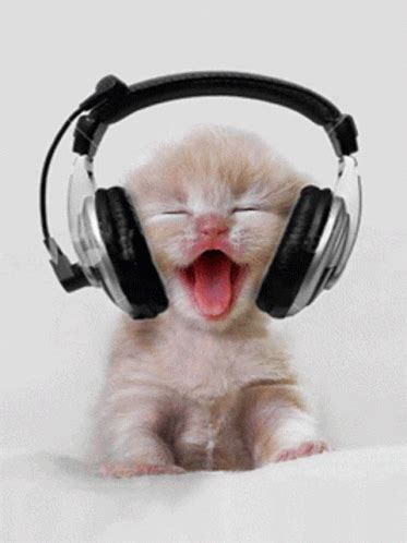 Cat Headphones GIF - Cat Headphones Grooving - Discover & Share GIFs