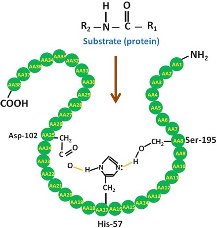 Role of Serine Proteases and Inhibitors in Cancer | SpringerLink