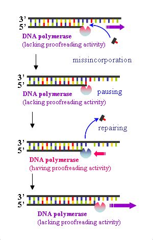 TECHNOLOGY | High Speed & Efficient PCR enzyme | TOYOBO Biotech support ...