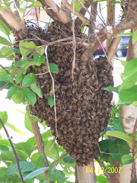 Bees swarm at North Park Shopping Center | The bees were gon… | Flickr