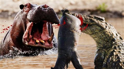 Hippo Vs Crocodile - Hippo Fights Crocodiles Off Dead Companion | Who Wins The Fight? - YouTube