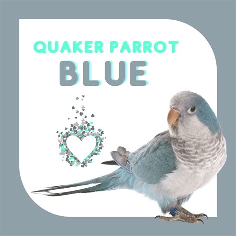 Quaker parrot - Habitat Food Behavior Breeding and Mutations