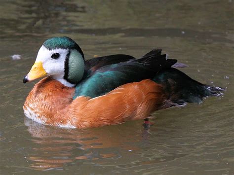 IDENTIFY AFRICAN PYGMY GOOSE - WWT SLIMBRIDGE