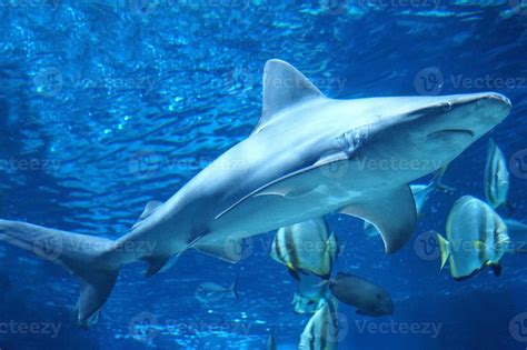 Shark Swimming Underwater 23128677 Stock Photo at Vecteezy