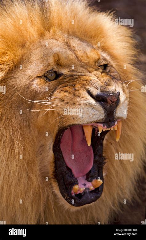 Portrait of Male Lion snarling Stock Photo, Royalty Free Image: 56930231 - Alamy