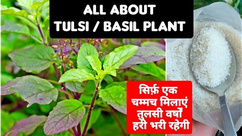 TULSI Plant / Basil Plant Care ||Tulsi Plant Care In Summer || How To ...