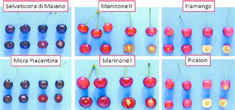 Fruit morphology of some ancient varieties of sweet cherry. | Download ...