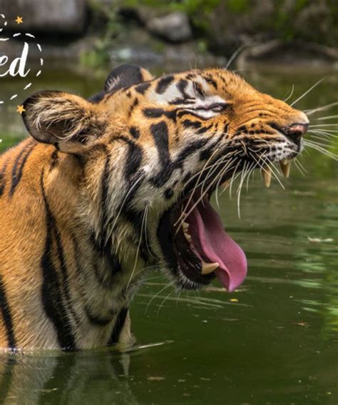 Sunderban Wildlife Short Tour - Unlimited India