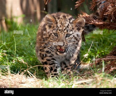 Amur leopard cub Stock Photo - Alamy