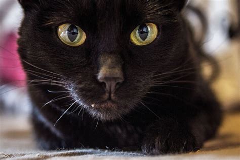 5 Fascinating Facts About Black Cats