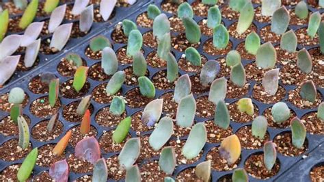 How Much Perlite To Add To Potting Soil - Succulents Help