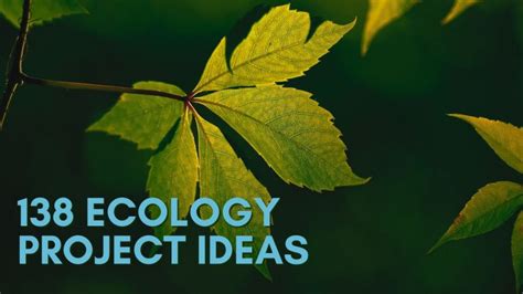 138 Ecology Project Ideas: Brilliant Ideas To Get You Started