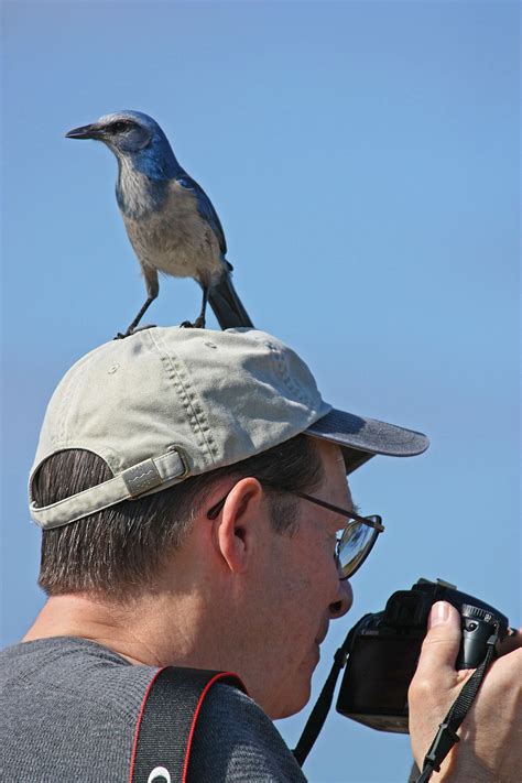 scrub jay merritt island nwr Francine Baer | National wildlife refuge ...