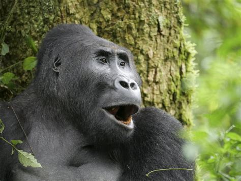 Eastern Lowland Gorilla (Gorilla beringei graueri) in 2020 | Eastern lowland gorilla, Gorilla ...